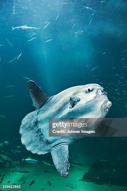 sunfish - môle photos et images de collection