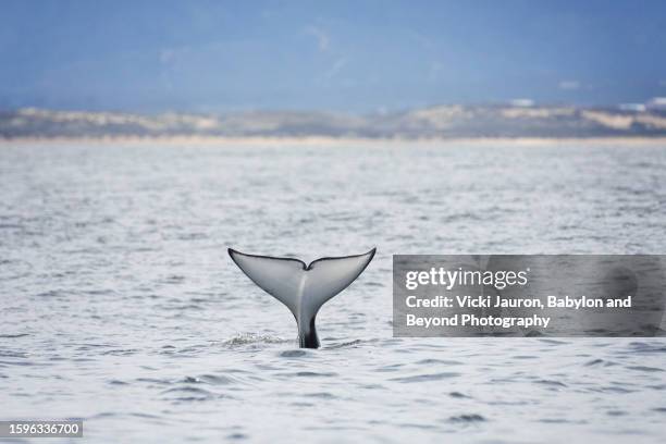 orca whale fluke against shoreline at moss landing, california - orca stock pictures, royalty-free photos & images