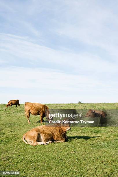 cows grazing on field against cloudy sky - allongé sur le devant photos et images de collection