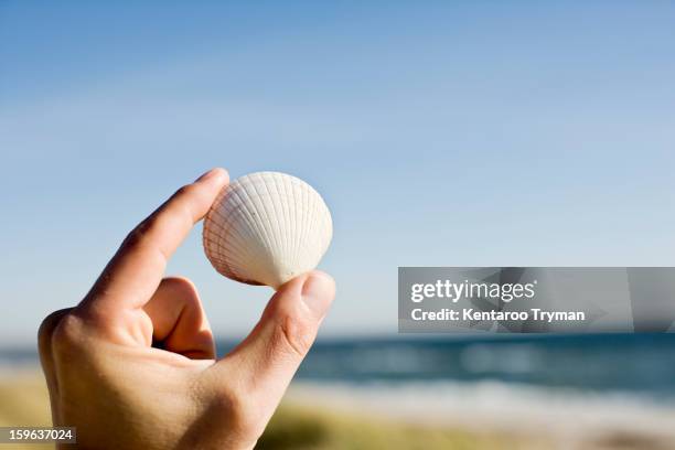 Shell Using Hand Lesn 1,272 Hand Holding Sea Shells Stock Photos, High-Res Pictures, and ...