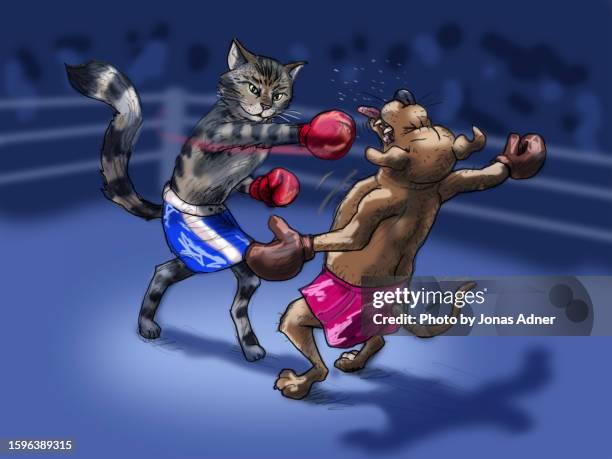 cat against dog in a boxing match - cat box foto e immagini stock