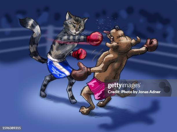 cat against dog in a boxing match - pitbull funny stock pictures, royalty-free photos & images