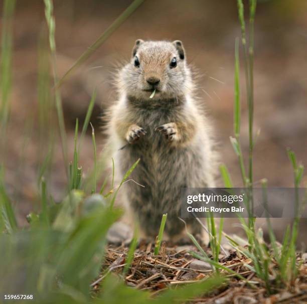 ground squirrel, standing, eating - colter bay stock pictures, royalty-free photos & images