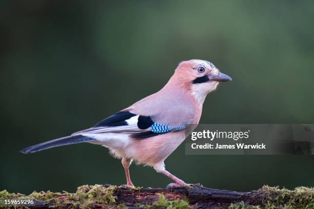 jay on moss-covered log - jays stock-fotos und bilder