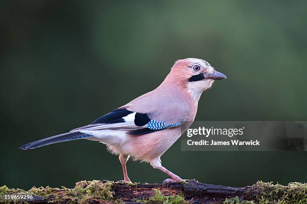 jay on moss-covered log - jay stock pictures, royalty-free photos & images