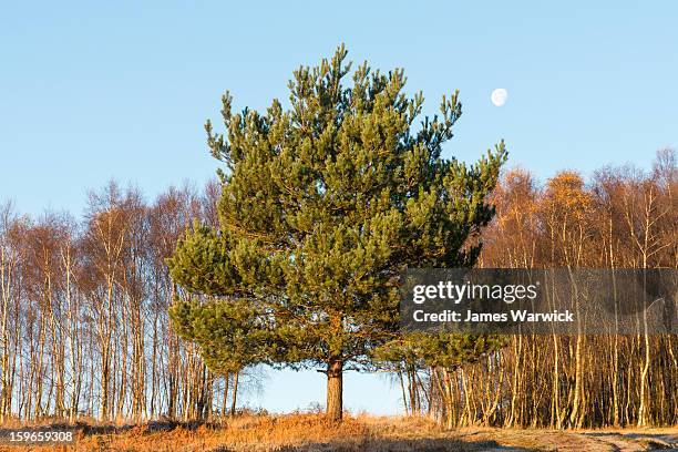 scots pine, silver birch and the moon - silver moon pictures stock pictures, royalty-free photos & images