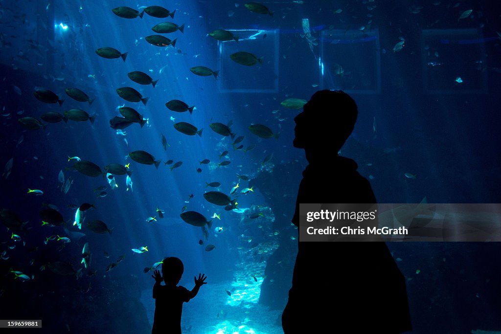 Inside The World's Largest Oceanarium