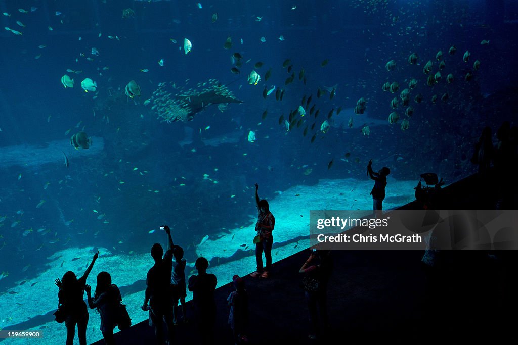 Inside The World's Largest Oceanarium