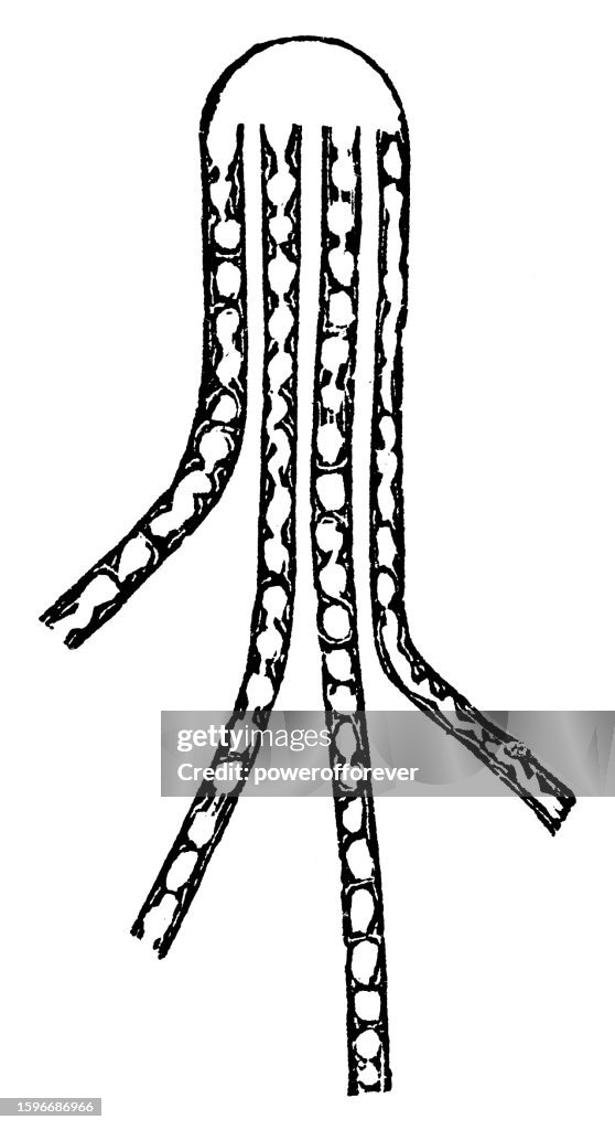 Medical Illustration of a Human Axon Nerve Fiber and Microtubules - 19th Century