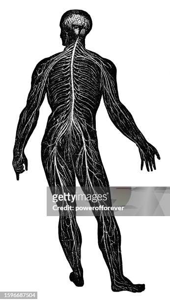 ilustraciones, imágenes clip art, dibujos animados e iconos de stock de ilustración médica de un sistema nervioso humano - siglo 19 - human anatomy organs back view