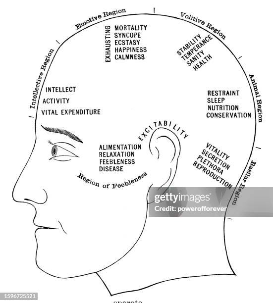 ilustraciones, imágenes clip art, dibujos animados e iconos de stock de diagrama frenológico de rasgos mentales por región - siglo 19 - filosofía
