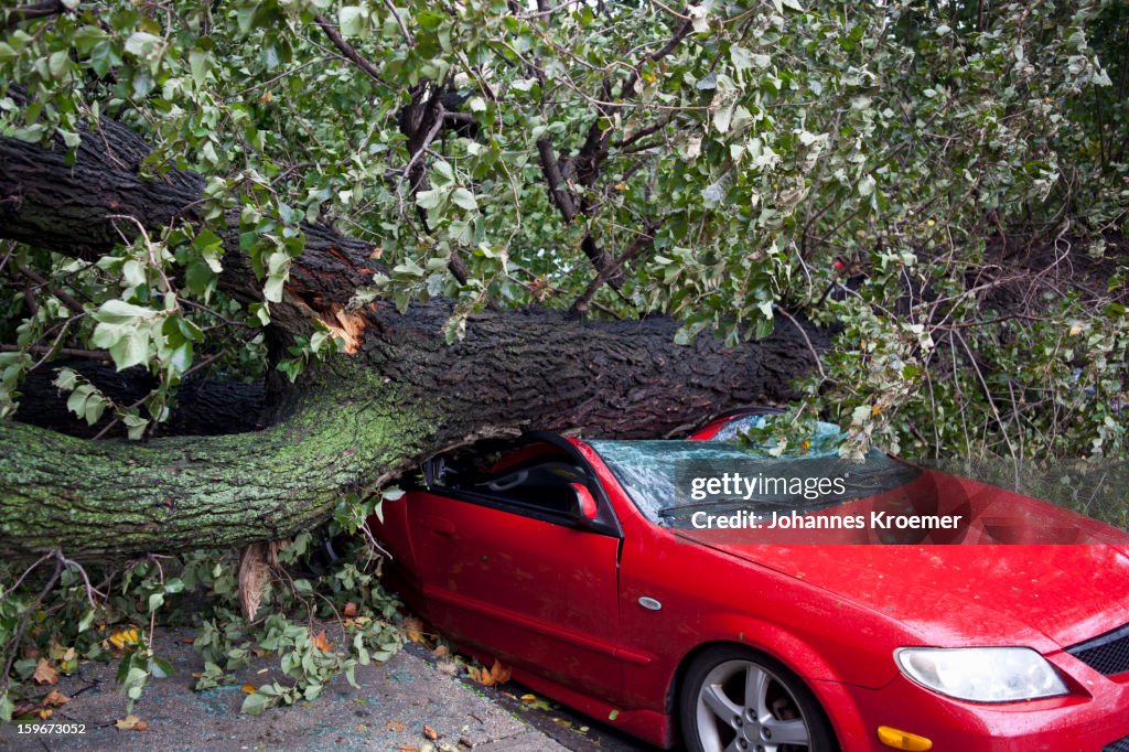 Car crushed by a tree