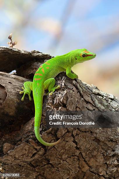 gecko géant de madagascar / giant green day gecko - gecko de madagascar stock pictures, royalty-free photos & images