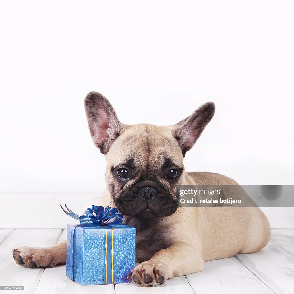 Dog with blue present