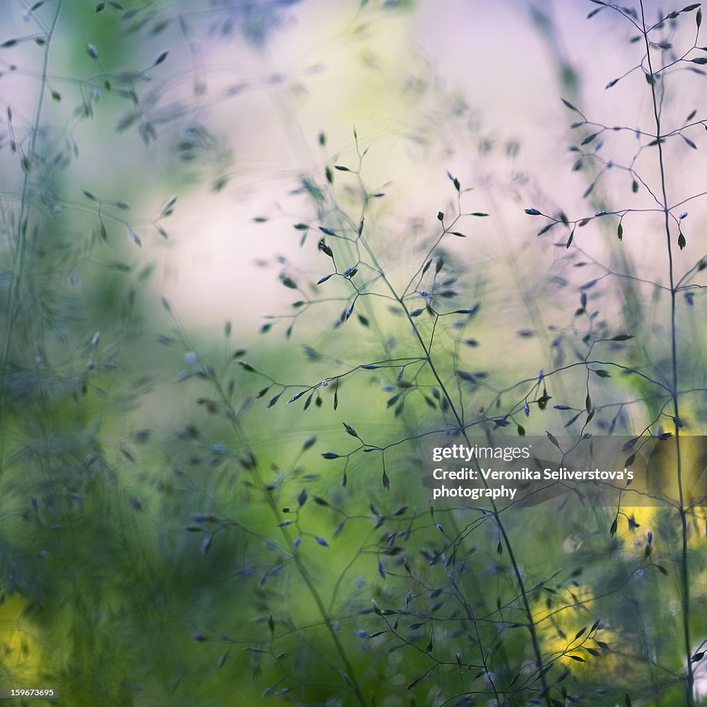 Warm summer evening