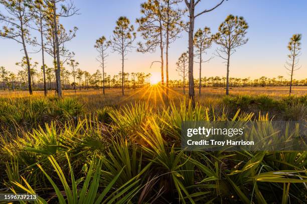 everglades sunset in the pinelands - dramatic landscape stock pictures, royalty-free photos & images