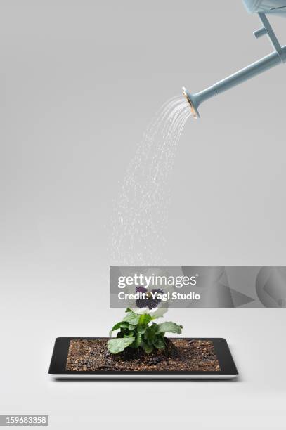 watering the flowers on digital tablet - blumen giessen stock-fotos und bilder