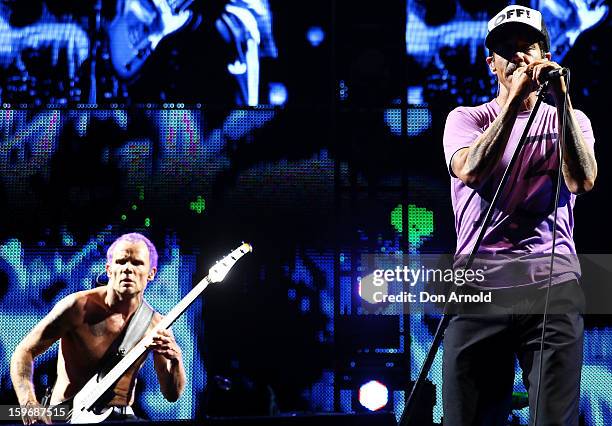 Flea and Anthony Kiedis of The Red Hot Chilli Peppers performs live on stage at Big Day Out 2013 at Sydney Showground on January 18, 2013 in Sydney,...