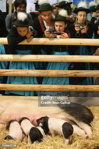 Young visitors dressed in Bavarian regional dress from the Chiemsee region photograph suckling piglets at the 2013 Gruene Woche agricultural trade...