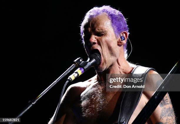 Flea of The Red Hot Chilli Peppers performs live on stage at Big Day Out 2013 at Sydney Showground on January 18, 2013 in Sydney, Australia.