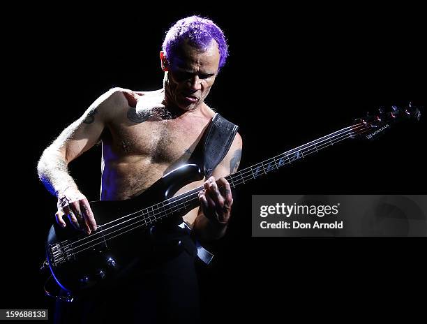 Flea of The Red Hot Chilli Peppers performs live on stage at Big Day Out 2013 at Sydney Showground on January 18, 2013 in Sydney, Australia.