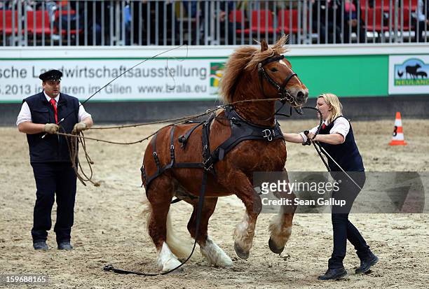 Horse trainers calm a nervous Schleswig Kaltblut stallion during a presentation at the 2013 Gruene Woche agricultural trade fair on January 18, 2013...