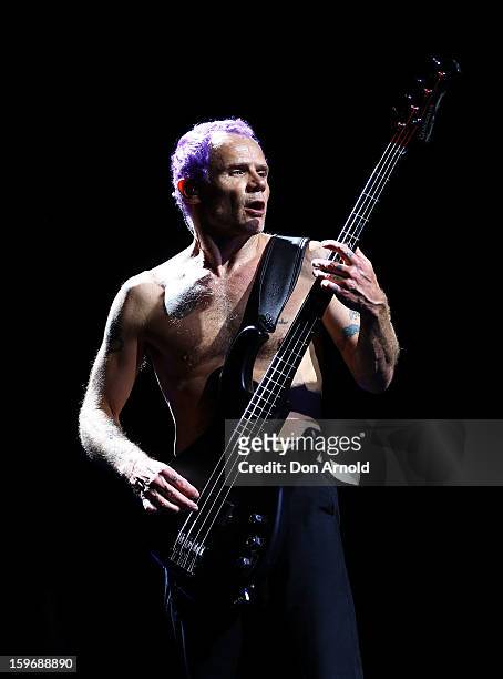 Flea of The Red Hot Chilli Peppers performs live on stage at Big Day Out 2013 at Sydney Showground on January 18, 2013 in Sydney, Australia.
