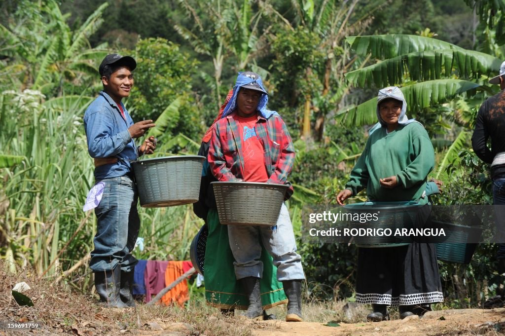 COSTA RICA-COFFEE-BLIGHT-ROYA