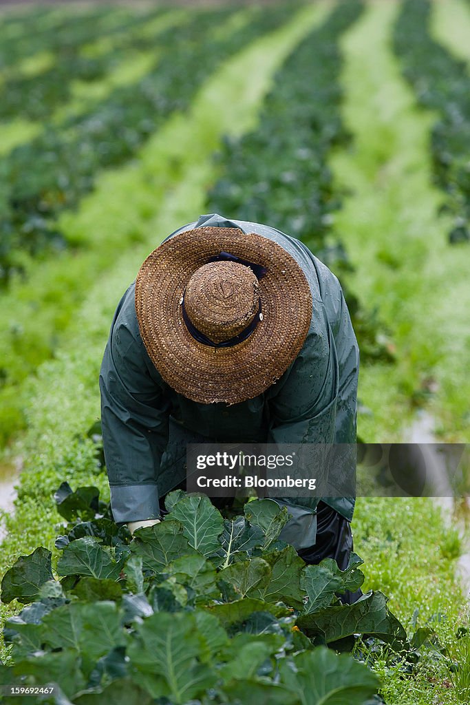 Commercial Vegetable Production At Monliz-Produtos Alimentares do Mondego e Liz SA Plant