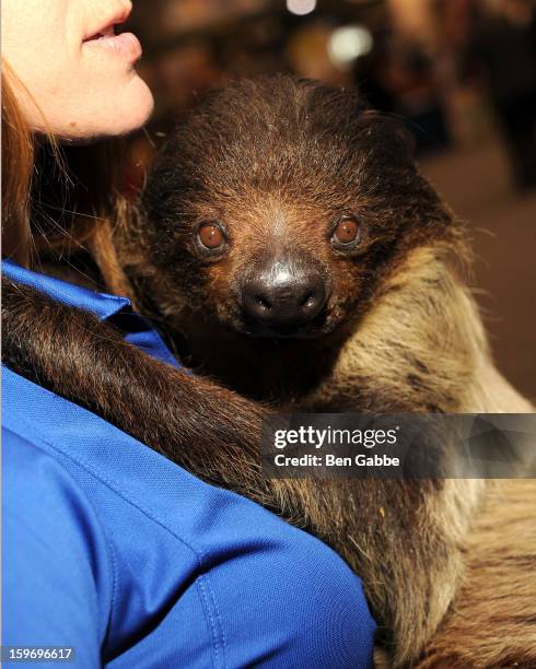 General view of a sloth at The 10th Annual New York Times Travel Show Ribbon Cutting And Preview at Javits Center on January 18, 2013 in New York...