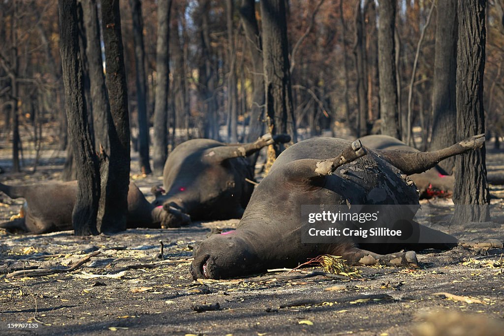 Bushfires Burn Across Victoria