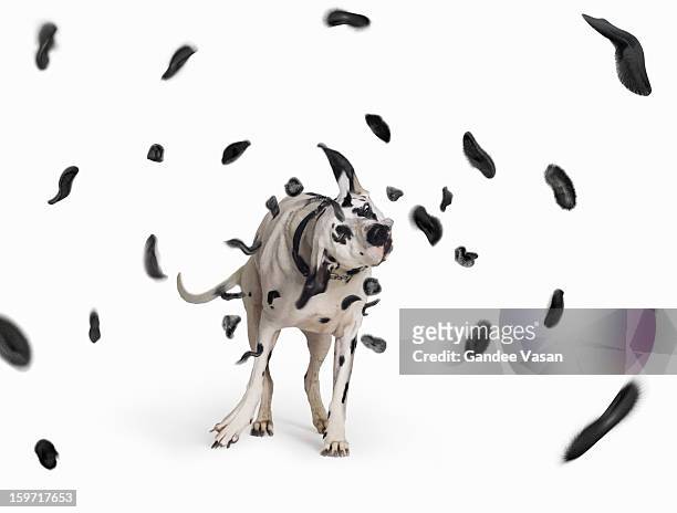 shake the spots off - dog shaking stock pictures, royalty-free photos & images