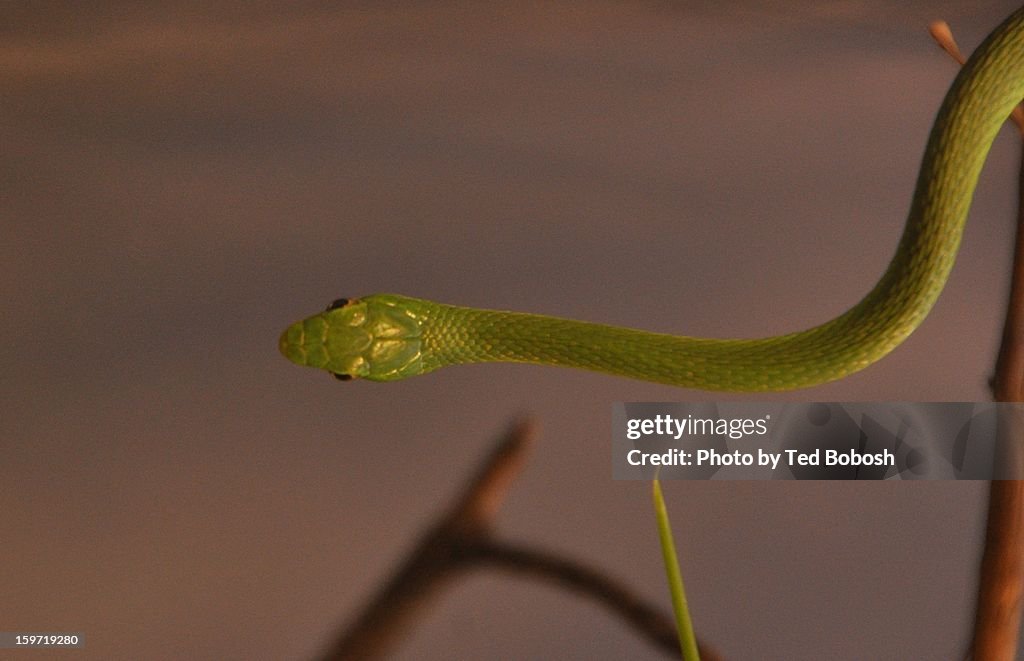 Rough Green Snake