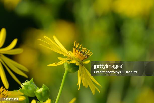 golden aster flower - golden aster stock pictures, royalty-free photos & images