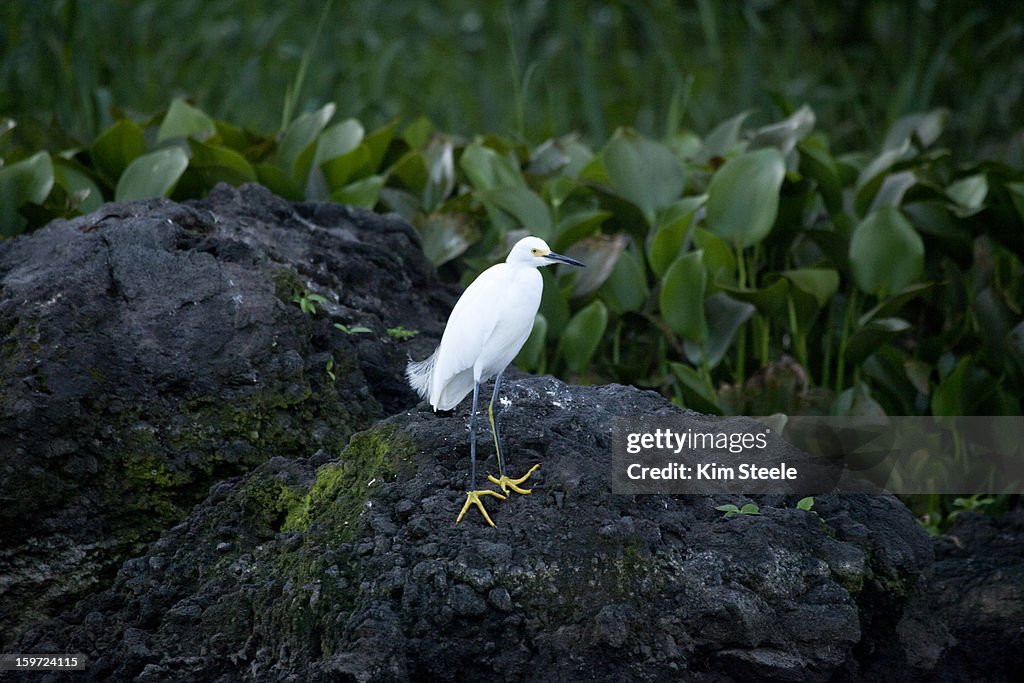 Snowy Egret, fishing along Lake Catemaco