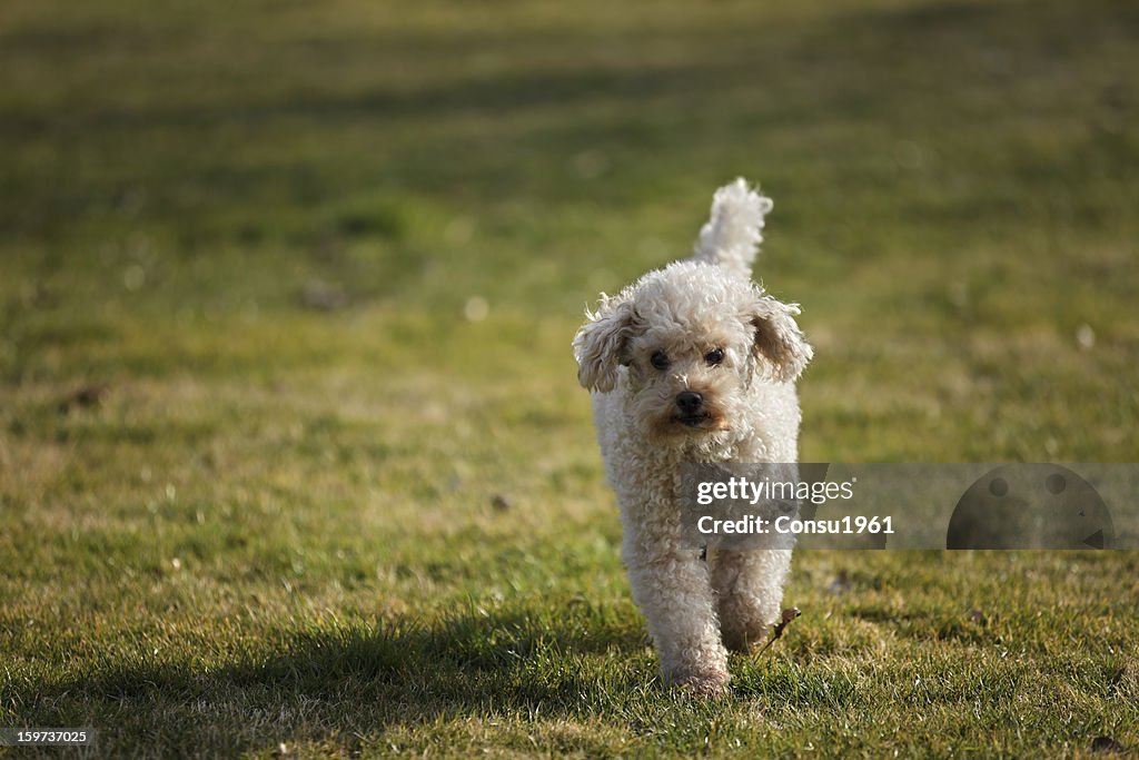 Caniche calma