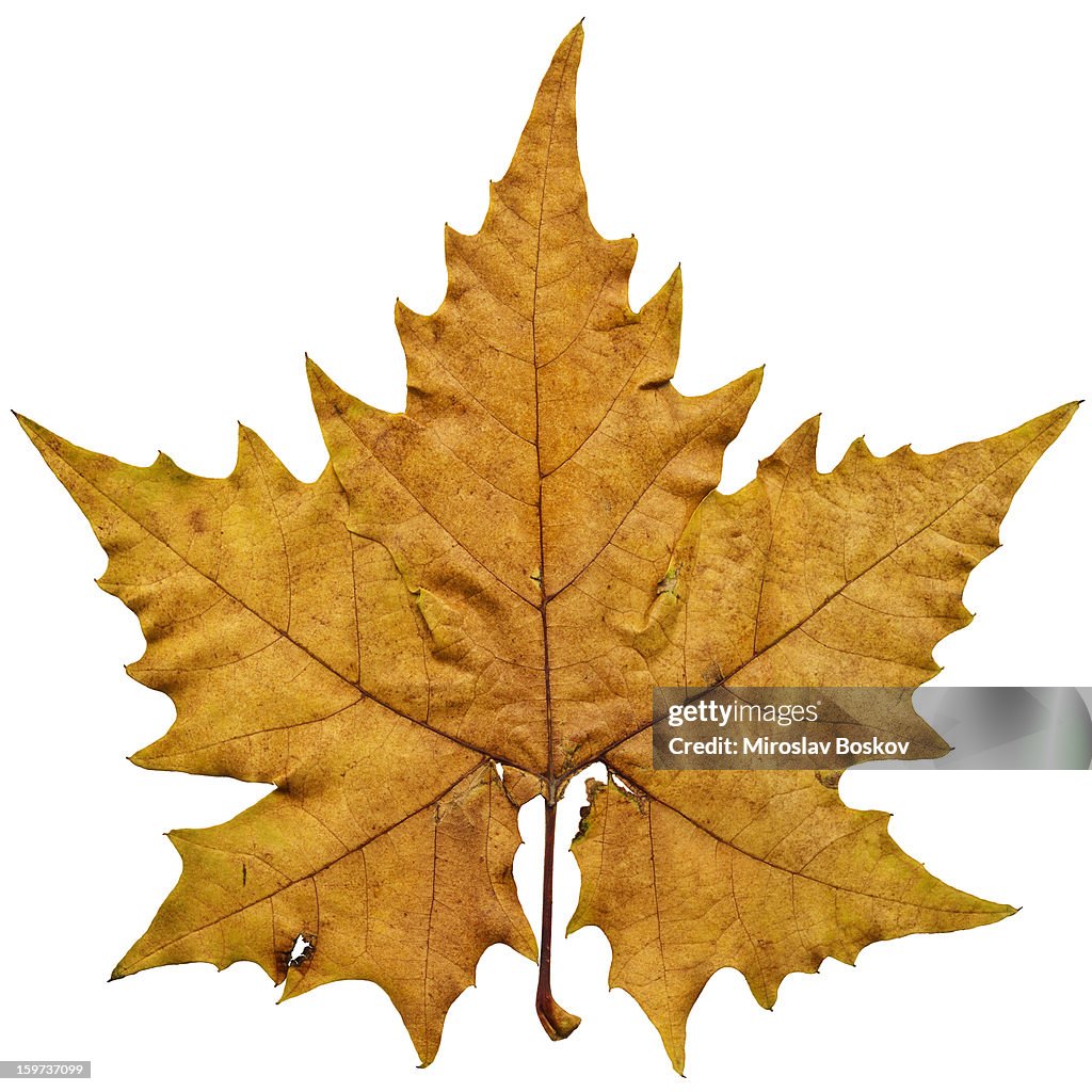 High Resolution Dry Maple Leaf Isolated On White Background