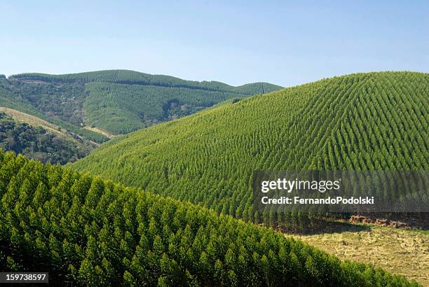 eucalyptus plantations in brazil - forest plantation stock pictures, royalty-free photos & images