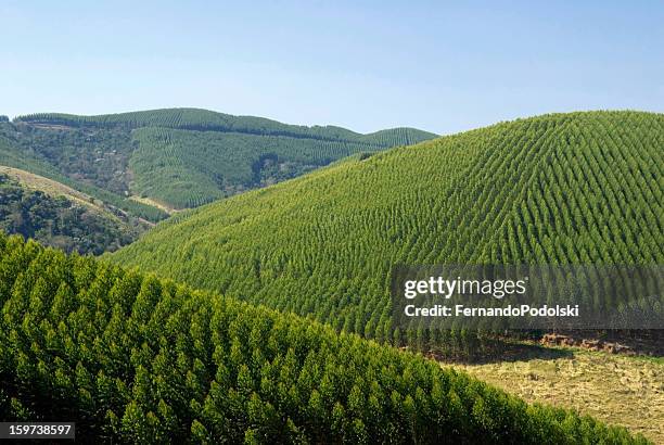 eucalyptus plantations in brazil - gum tree stock pictures, royalty-free photos & images