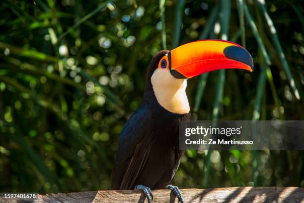 birds - mus stockfoto's en -beelden