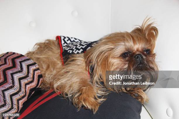 Dog attends Day 1 of the Variety Studio at 2013 Sundance Film Festival on January 19, 2013 in Park City, Utah.