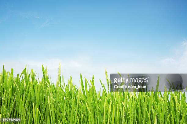 freshly watered grassy field - wet see through stock pictures, royalty-free photos & images