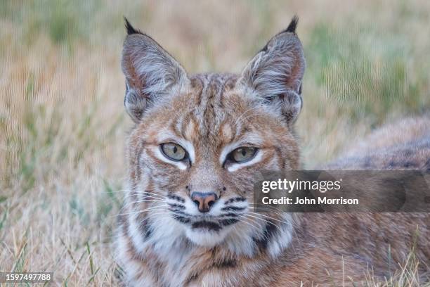 Lynx Colorada 2,215 Co Cat Stock Photos, High-Res Pictures, and Images - Getty Images