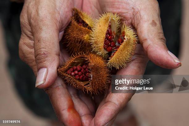 amazon rainforest plant urucum with red dye - amazonia fotografías e imágenes de stock