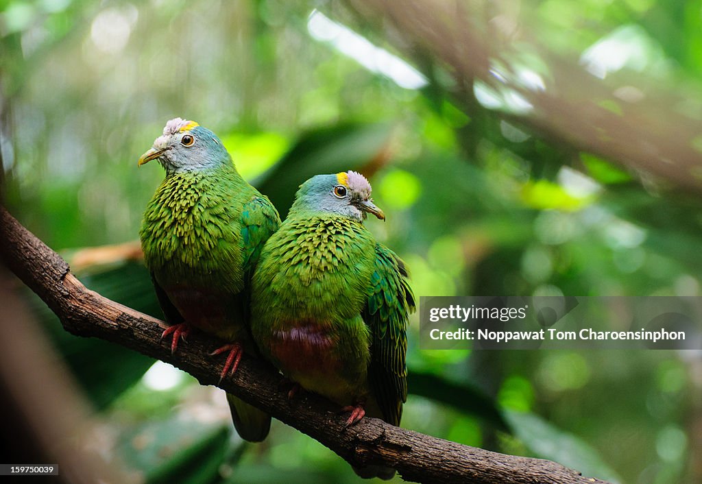 Birds