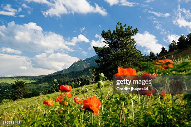 mountain poppies - boulder colorado stock pictures, royalty-free photos & images