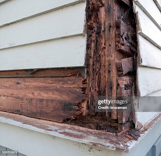 wood rot - rotting stockfoto's en -beelden