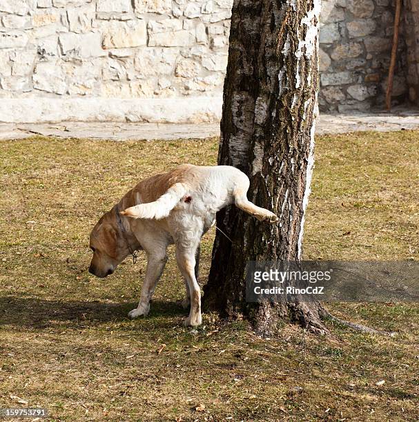 pissing dog - urine stock pictures, royalty-free photos & images