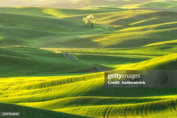 lone tree in the palouse - hill range stock pictures, royalty-free photos & images