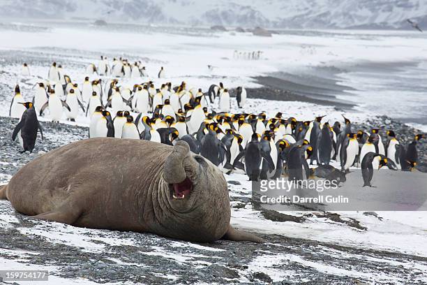 male elephant seal on the shore at mating season - elephant seal stockfoto's en -beelden
